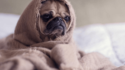 Dumbbell - professional stock photography