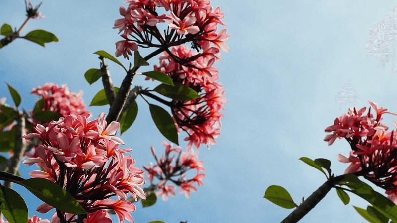 Jump Rope - professional stock photography