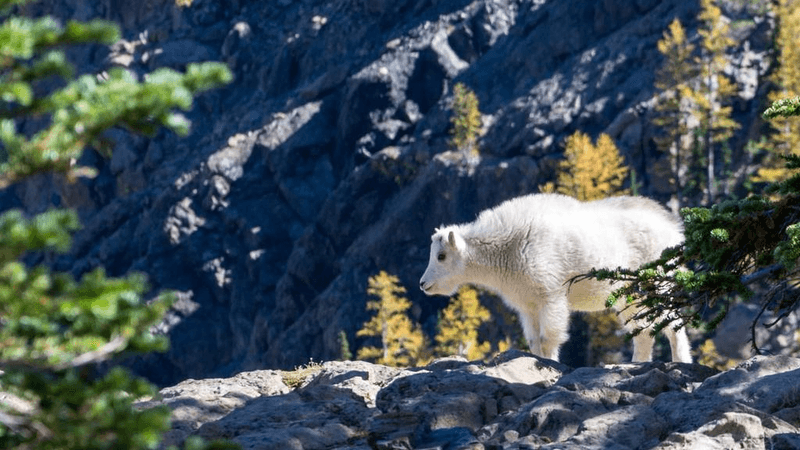 Plank - professional stock photography
