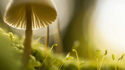 Pullup - professional stock photography