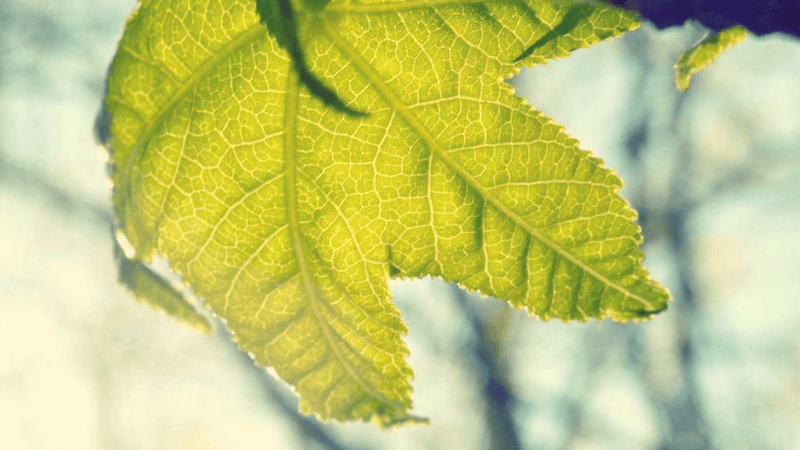 Pullup - professional stock photography