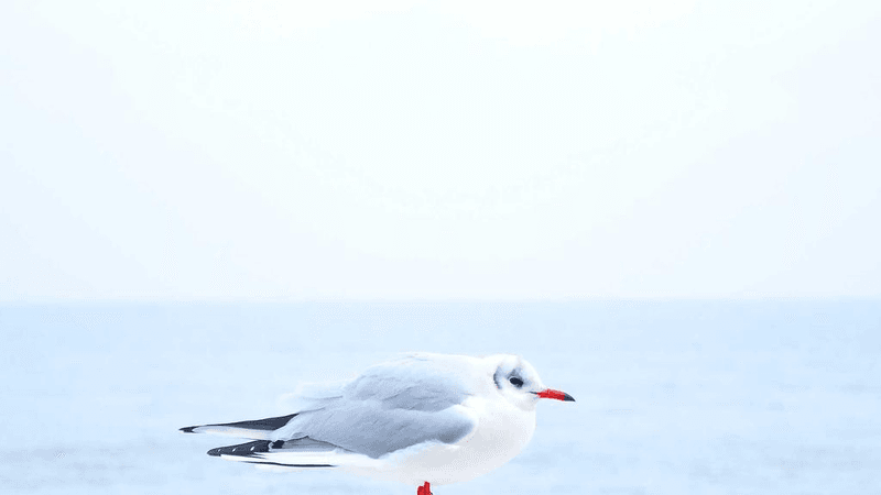 Pushup - professional stock photography