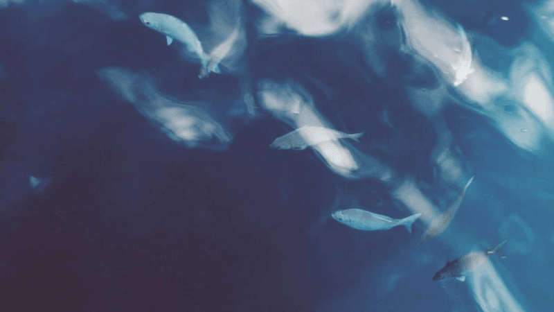 Pushup - professional stock photography