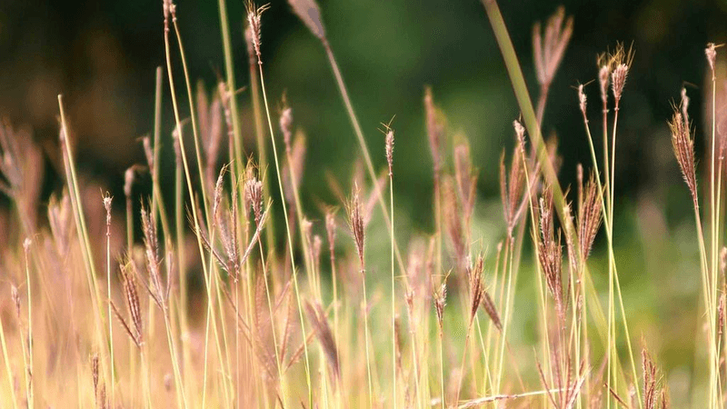 Weights - professional stock photography
